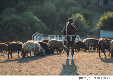 Female shepherd and flock of sheep at a lawn 97041051