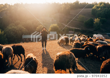 Female shepherd and flock of sheep at a lawn 97041052