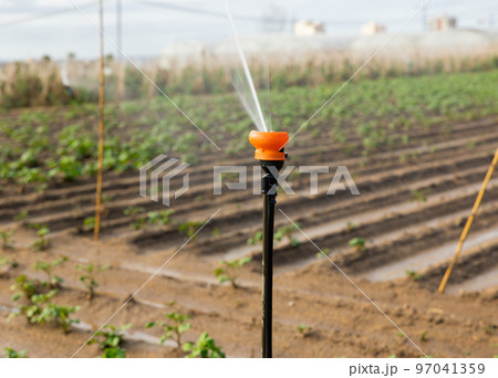 Sprinkler spraying water on farm field, irrigating agricultural crops 97041359