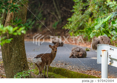 ヤクシカとヤクザル くつろぐ 世界自然遺産屋久島(春 ヤクシカとヤクザル くつろぐ 世界自然遺産屋久島(春 97042004