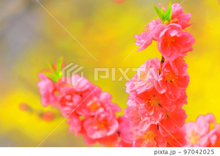 美しいピンクの桃の花 97042025