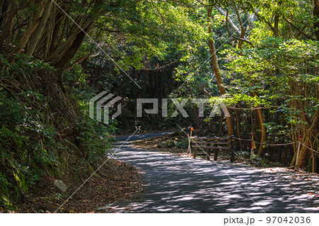 世界自然遺産屋久島の森(4月)木漏れ日に映える緑の回廊 97042036