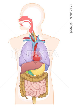 口腔・鼻腔・気管・肺・心臓・食道・消化・大腸・小腸・胃・肝臓・十二指腸 97042175