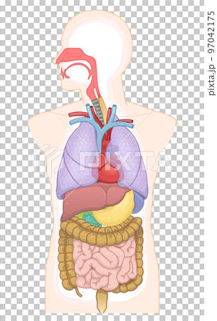 口腔・鼻腔・気管・肺・心臓・食道・消化・大腸・小腸・胃・肝臓・十二指腸 97042175