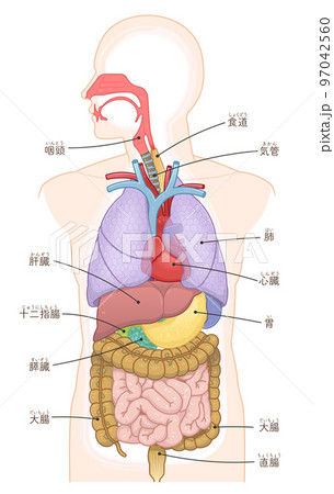 口腔・鼻腔・気管・肺・心臓・食道・消化・大腸・小腸・胃・肝臓・十二指腸 97042560