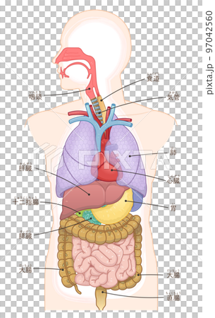 Oral cavity, nasal cavity, trachea, lungs, heart, esophagus, digestion, large intestine, small intestine, stomach, liver, duodenum Oral cavity, nasal cavity, trachea, lungs, heart, esophagus, digestion, large intestine, small intestine, stomach, liver, duodenum 97042560