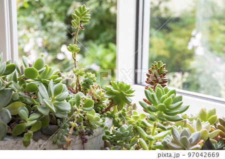 窓辺の多肉植物の寄せ植え 97042669