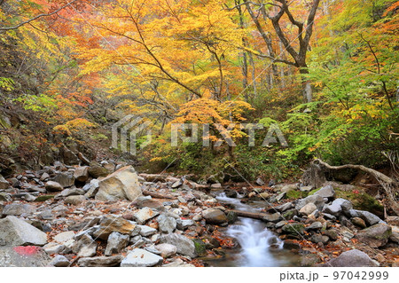 福島県二本松市 安達太良山登山道塩沢コース 湯川渓谷の紅葉と湯川の流れ 福島県二本松市 安達太良山登山道塩沢コース 湯川渓谷の紅葉と湯川の流れ 97042999