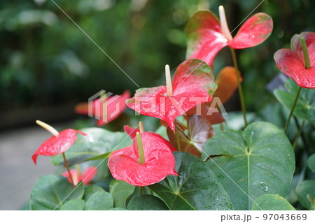 京都府立植物園のサトイモ科の花 97043669