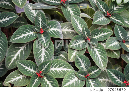 京都府立植物園のインパチェンス 97043670