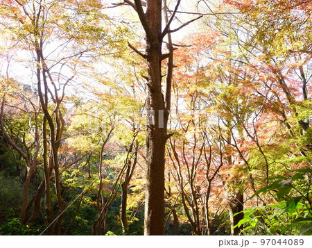 鎌倉 獅子舞の紅葉 妖精の森が色付きました 鎌倉 獅子舞の紅葉 妖精の森が色付きました 97044089