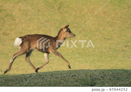 走る奈良公園の仔鹿 97044252