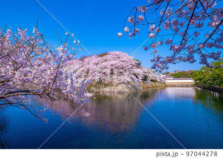 春爛漫の彦根城の外濠 春爛漫の彦根城の外濠 97044278