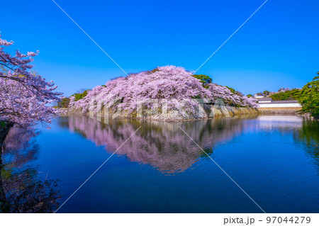 春爛漫の彦根城の外濠 97044279