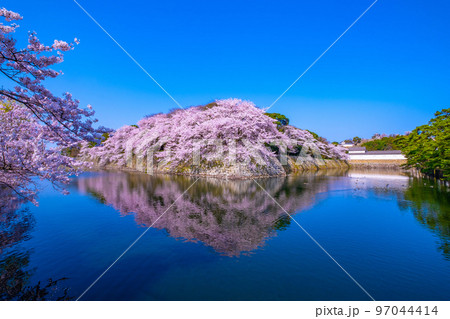 春爛漫の彦根城の外濠 春爛漫の彦根城の外濠 97044414