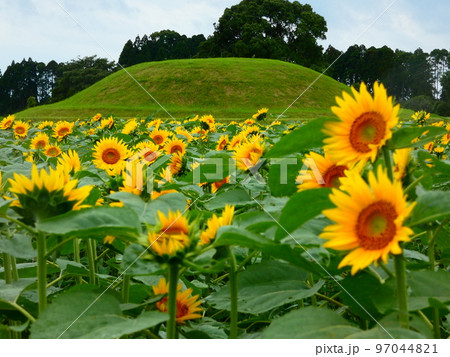 ひまわり ひまわり 97044821