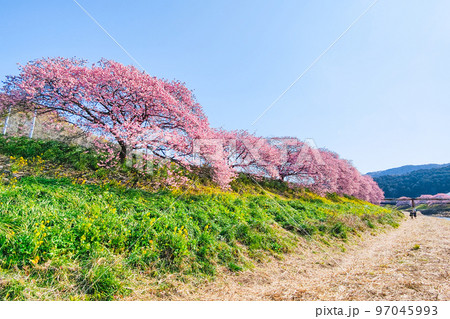 南伊豆町・下賀茂の河津桜 97045993