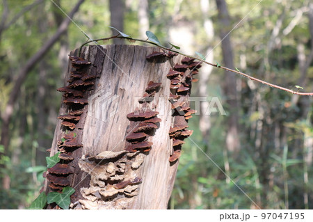 切り株に生えたたくさんのキノコ 97047195