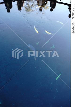 忍野八海, おしのはっかい, 山梨県, 忍野村, 湧泉群, 富士山, 伏流水, 杓子山, 石割山, 忍野八海, おしのはっかい, 山梨県, 忍野村, 湧泉群, 富士山, 伏流水, 杓子山, 石割山, 97047299