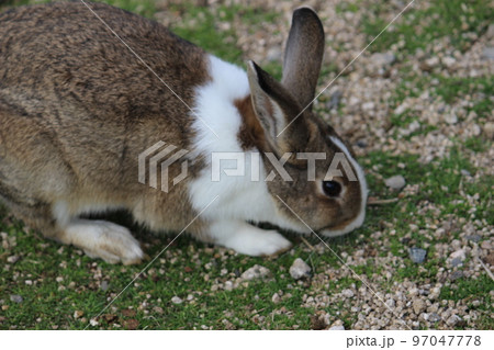ウサギ 97047778