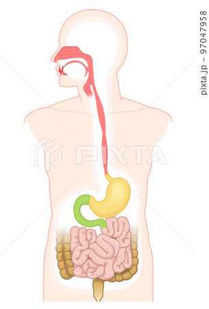 消化器、食道、胃、十二指腸、膵臓、肝臓、口腔、鼻腔、大腸、小腸 97047958