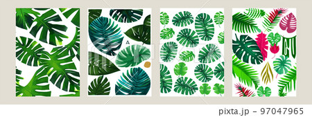 green monstera as a pattern on a white background. exotic pattern with tropical leaves. Vector illustration. set of square posters 97047965