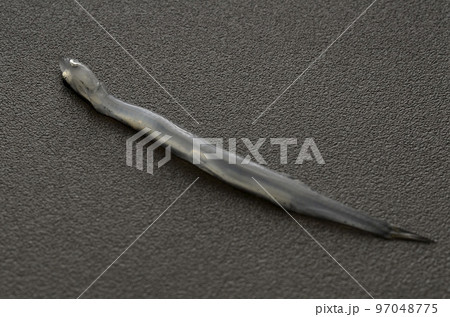 白魚 97048775