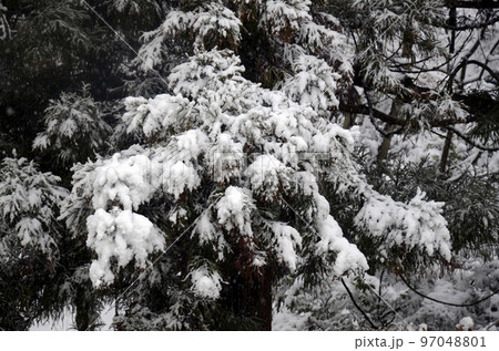 雪の積もった木 97048801