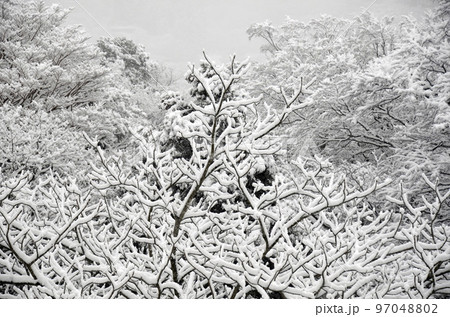 雪の積もった木 97048802