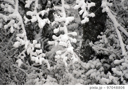 雪の積もった木 雪の積もった木 97048806