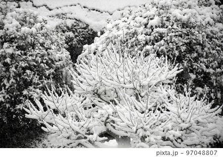雪の積もった木 97048807