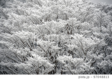 雪の積もった木 97048813