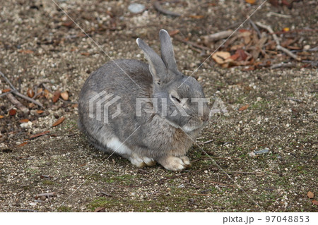ウサギ 97048853