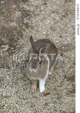 ウサギ ウサギ 97048854