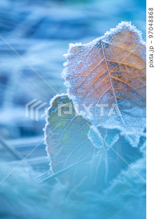 カラフルな野草・落葉に降りた霜（恩原湖周辺） 97048868
