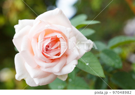 A clear pink rose in the garden on a blurry background. 97048982