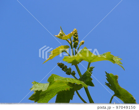 巨峰の花穂 97049150