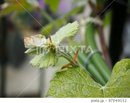 巨峰の花穂 97049152