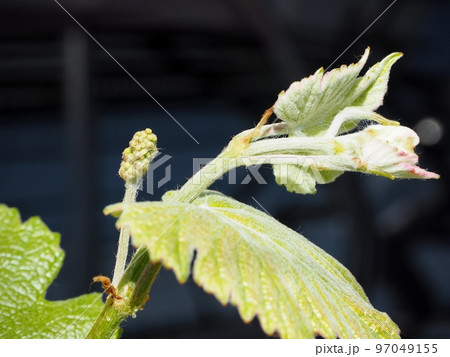 巨峰の花穂 巨峰の花穂 97049155