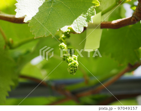 巨峰の花穂 97049157