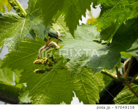 巨峰の花穂 97049158
