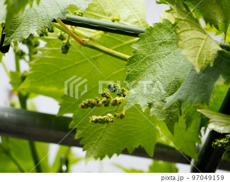 巨峰の花穂 97049159