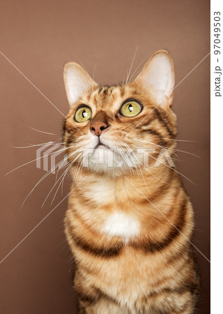 Funny muzzle of a Bengal cat on a brown background. 97049503