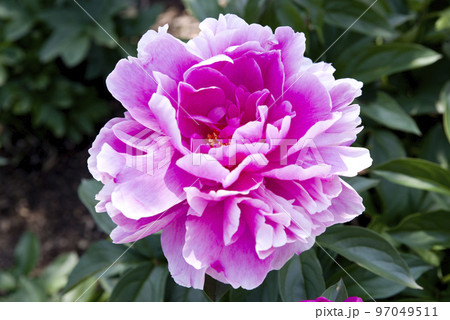 芍薬園にピンク色のシャクヤクが咲いています。このシャクヤクの名前はサラ・ベルナールです。 97049511
