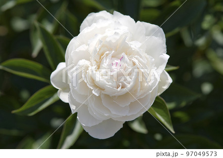 芍薬園に白い芍薬の花が咲いています。このシャクヤクの名前は滝の粧(タキノヨソオイ)です。 芍薬園に白い芍薬の花が咲いています。このシャクヤクの名前は滝の粧(タキノヨソオイ)です。 97049573