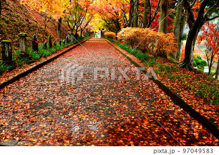 雨の日の紅葉 参道 (栃木県) 雨の日の紅葉 参道 (栃木県) 97049583