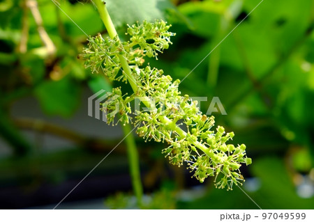 巨峰の花 97049599