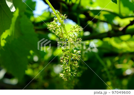 巨峰の花 97049600