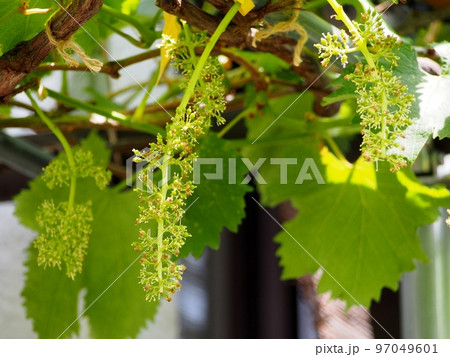 巨峰の花 97049601