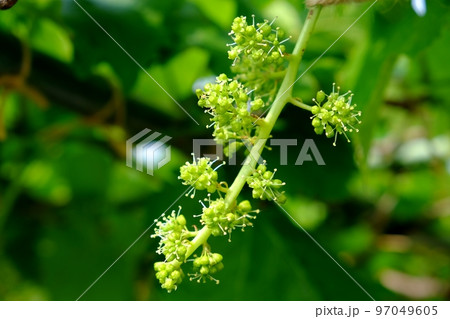 巨峰の花 97049605